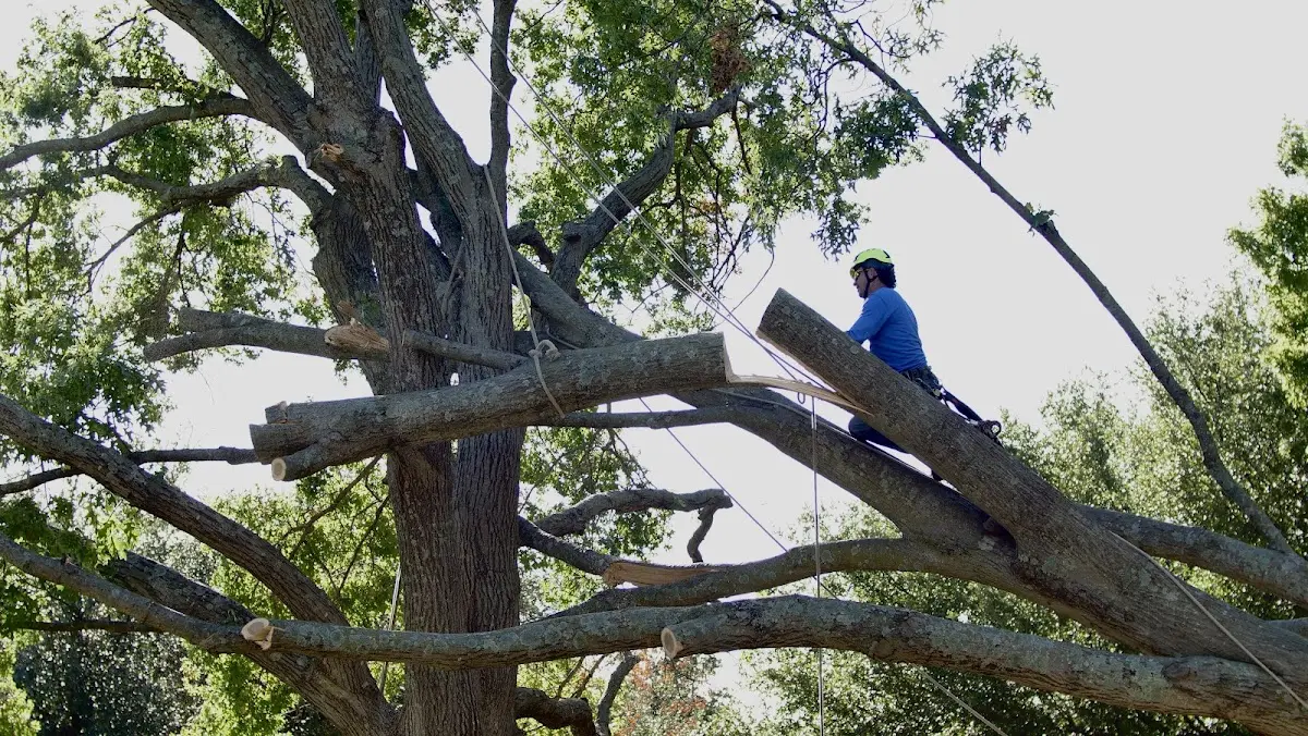 Professional Hazardous Tree Removal performed by certified arborists in Orange Beach