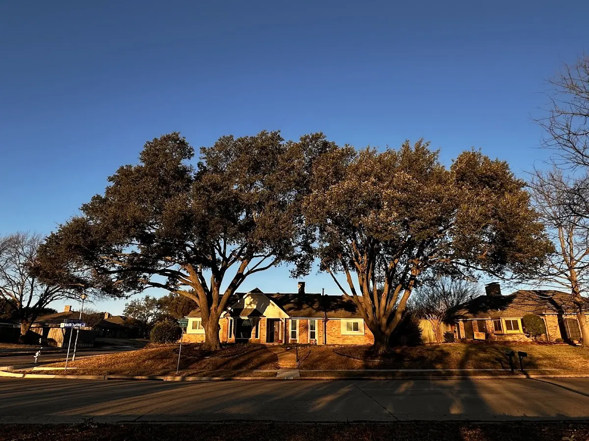 Established residential canopy tree shading a home in Orange Beach